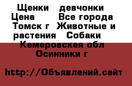 Щенки - девчонки › Цена ­ 2 - Все города, Томск г. Животные и растения » Собаки   . Кемеровская обл.,Осинники г.